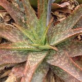 Aloe parvibracteata ©JLcoll.4875.jpg